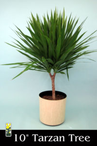 Tarzan – Sunshine Tropical Foliage – Home of the Dracanea ‘Tarzan’