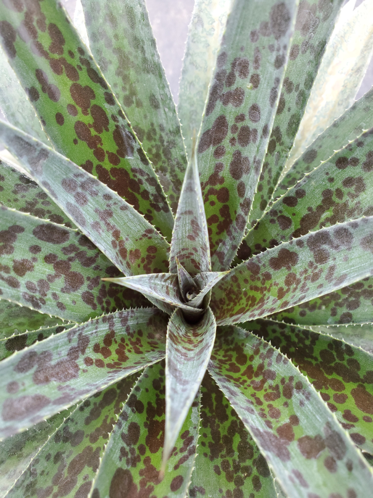 Mangave ‘Pineapple Express’ Sunshine Tropical Foliage Home of the