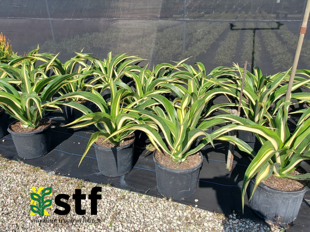 Furcraea foetida ‘Mediopicta’ – Sunshine Tropical Foliage – Home of the