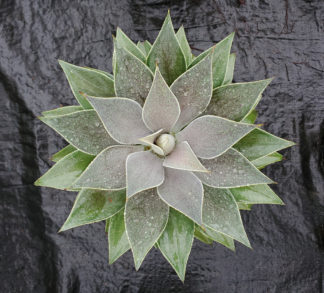 10" Mangave 'Lavender Lady'