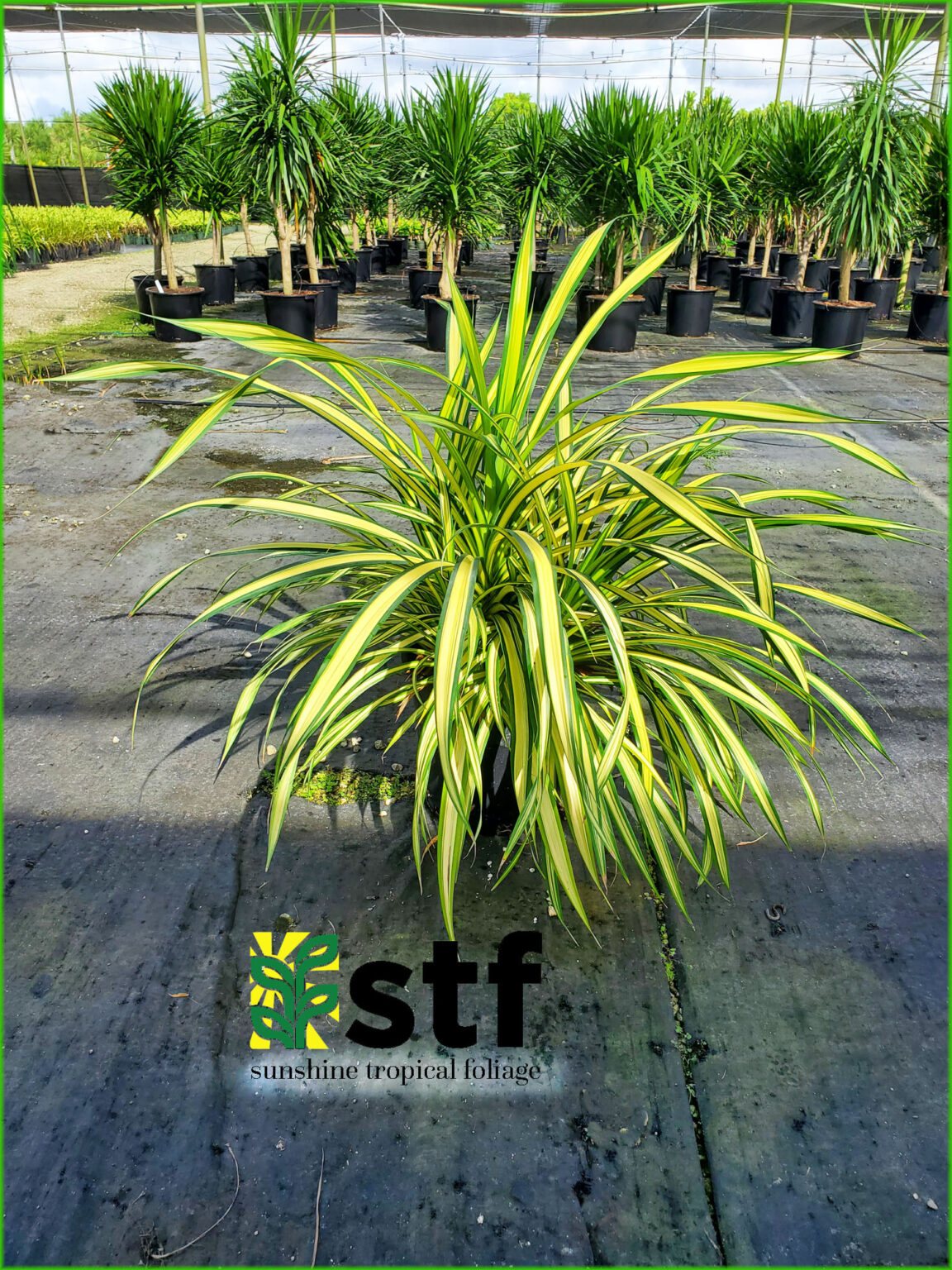 Pandanus baptistii variegata Sunshine Tropical Foliage Home of the