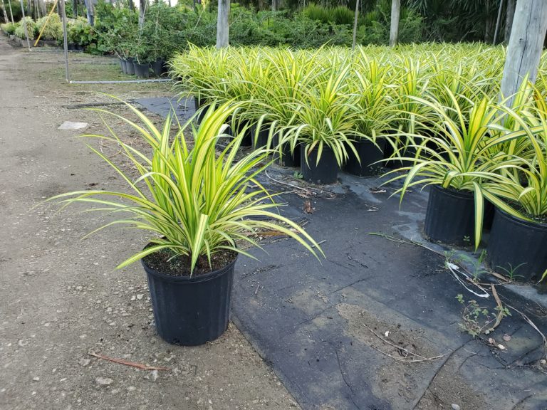 Pandanus baptistii variegata Sunshine Tropical Foliage Home of the