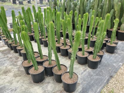 10" Euphorbia eritrea