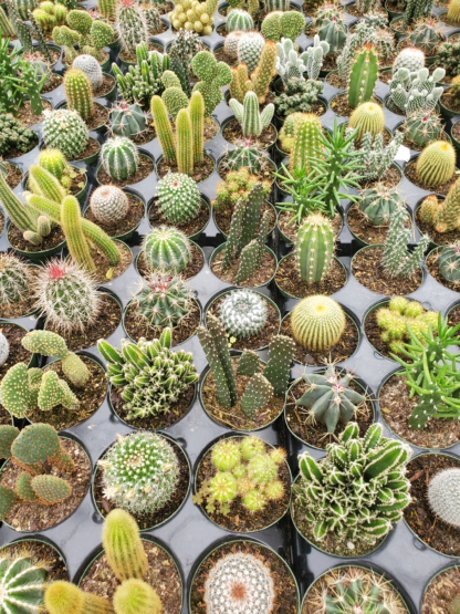 Assorted 4" Cacti