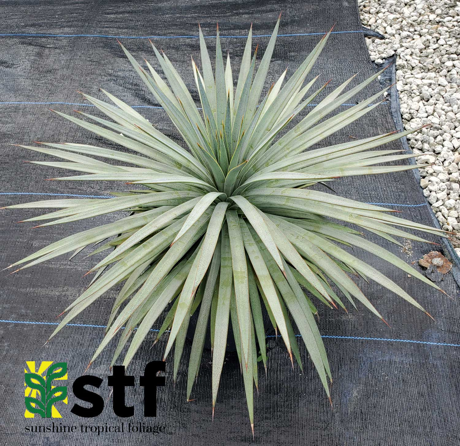 Details about   "Man of Steel" Mangave STARTER Plant Agave & Manfreda Hybrid Steely Thin Leaves 