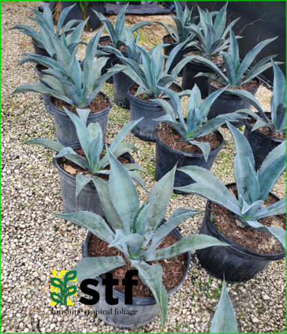 Agave mexicana - Image 2