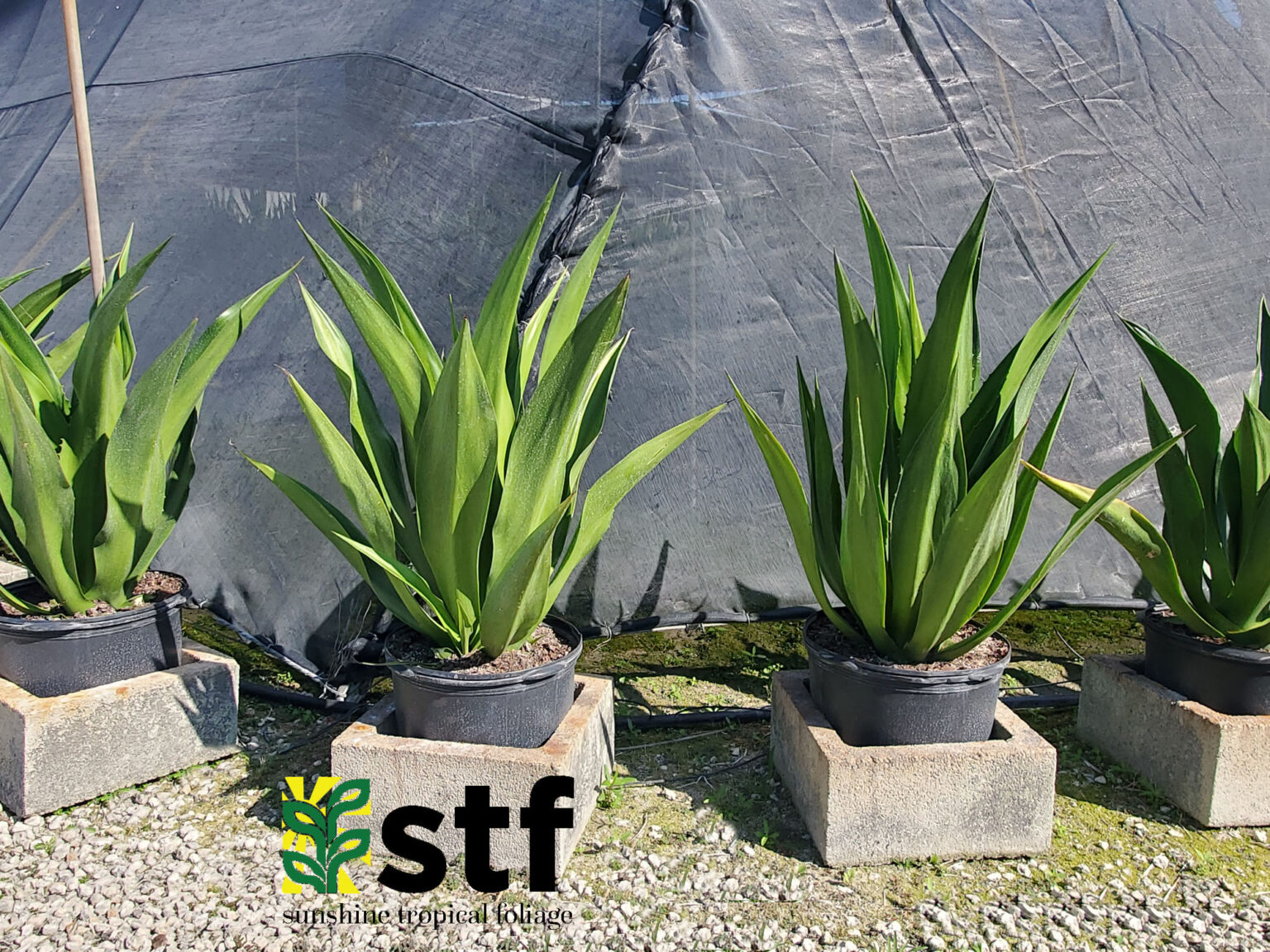 Furcraea foetida ‘Mediopicta’ – Sunshine Tropical Foliage – Home of the