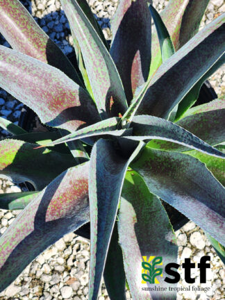 Mangave 'Aztec King'