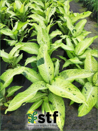 Dieffenbachia 'Camouflage'