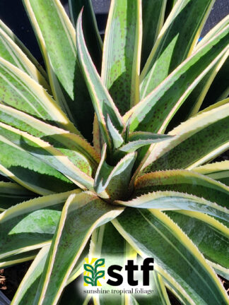 Mangave 'Navajo Princess'