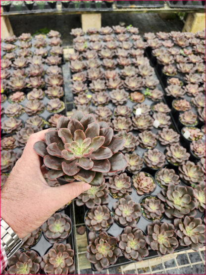 4" Echeveria Painted Frills