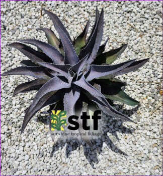 Mangave 'Mayan Queen'