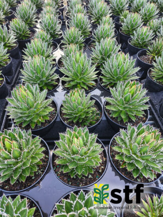 Agave 'Black Widow'