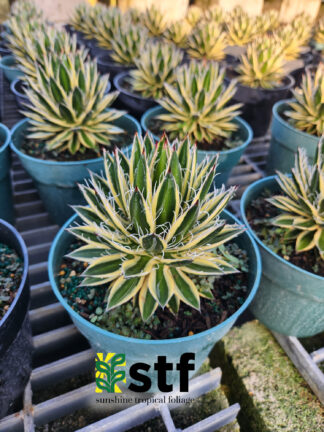 Agave 'Royal Flush'