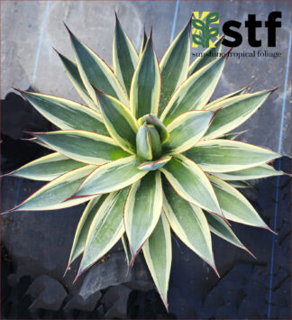 Agave 'Blue Glow' variegated
