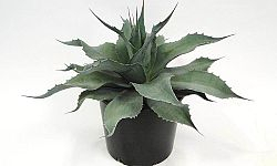 Agave ovatifolia 'Vanzie'