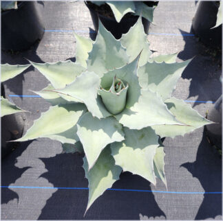 Agave ovatifolia 'Vanzie'